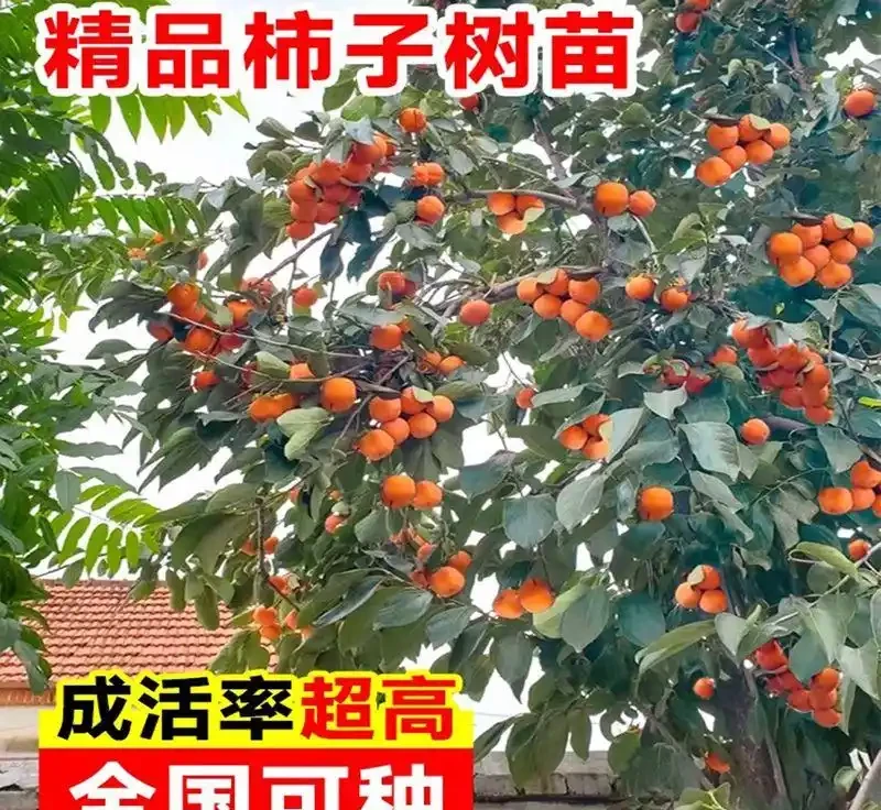 庭院種這10種樹，鎮宅又旺財，老一輩說越老越值錢
