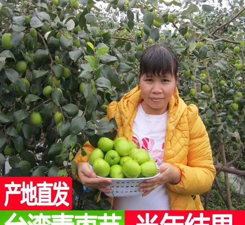 庭院種這10種樹，鎮宅又旺財，老一輩說越老越值錢