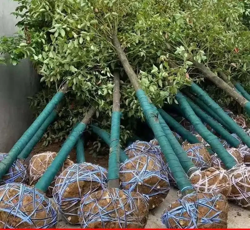 庭院種這10種樹，鎮宅又旺財，老一輩說越老越值錢