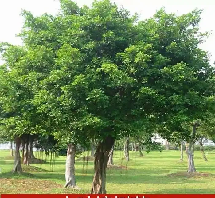 庭院種這10種樹，鎮宅又旺財，老一輩說越老越值錢
