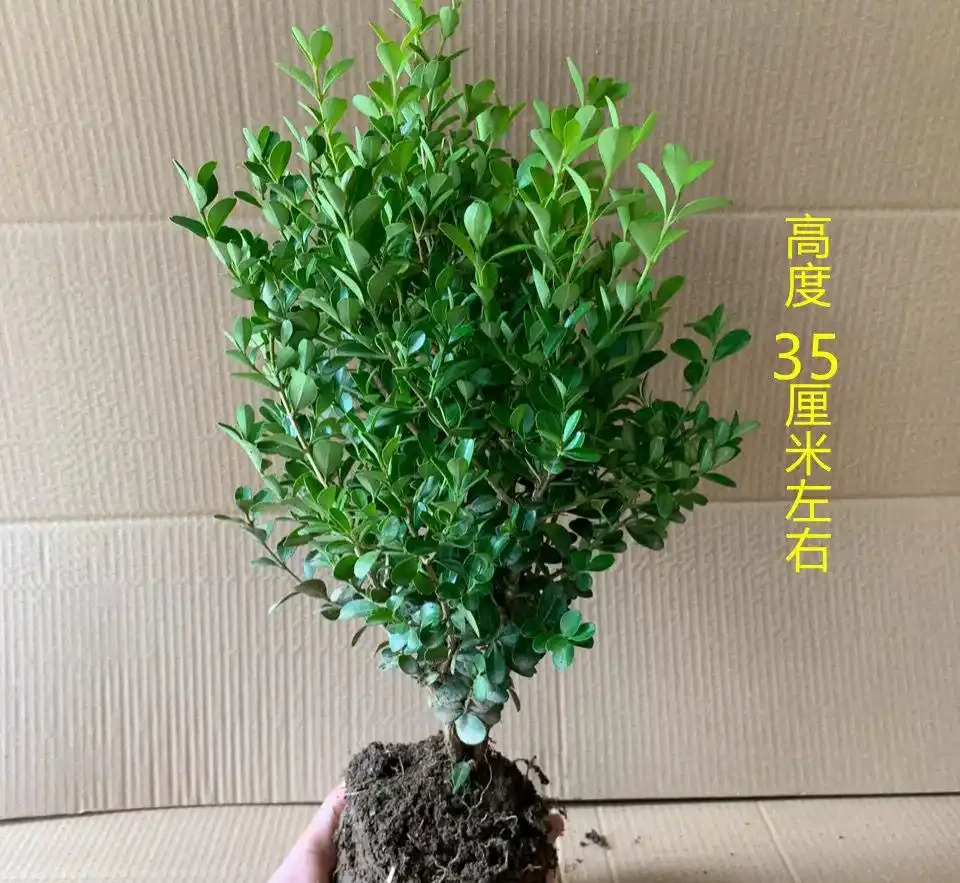 庭院種這10種樹，鎮宅又旺財，老一輩說越老越值錢
