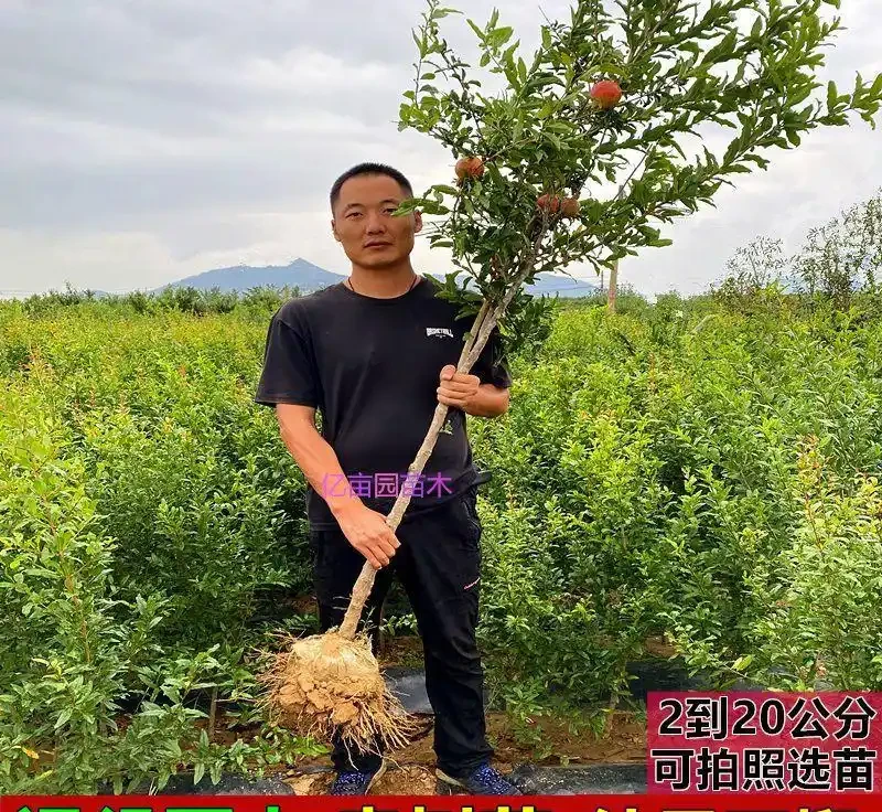 庭院種這10種樹，鎮宅又旺財，老一輩說越老越值錢