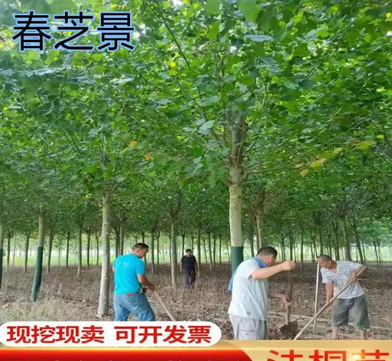 庭院種這10種樹，鎮宅又旺財，老一輩說越老越值錢