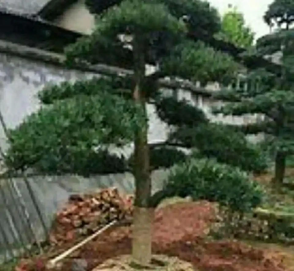 庭院種這10種樹，鎮宅又旺財，老一輩說越老越值錢