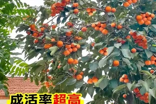 庭院種這10種樹，鎮宅又旺財，老一輩說越老越值錢