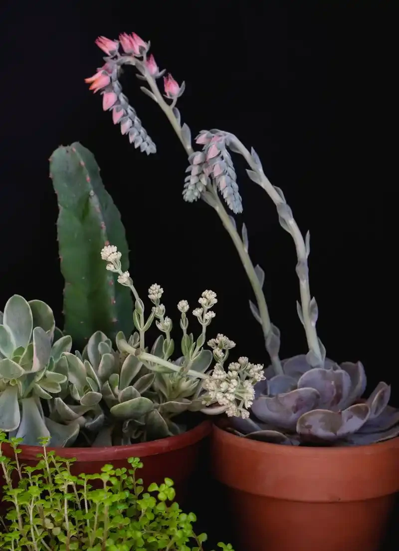 手一碰就腐根?仙人掌怎麼移植換盆,3招保活