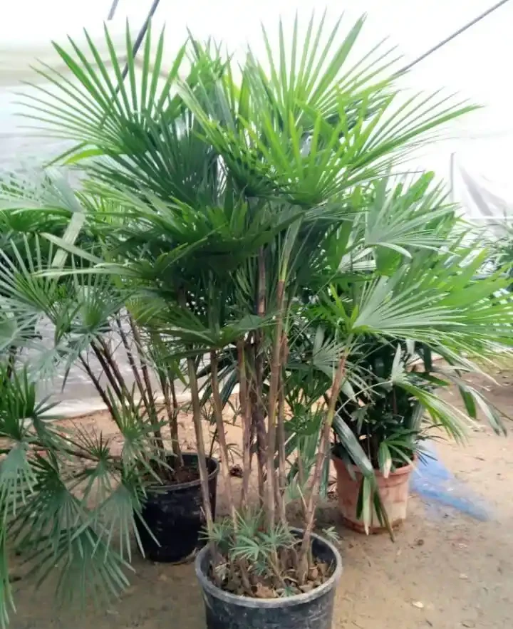 觀音棕竹葉子幹尖像枯草?空調暖氣全躲開,噴溼周圍,掌葉綠成小扇子