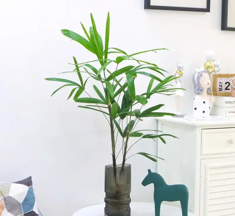 觀音棕竹葉子幹尖像枯草?空調暖氣全躲開,噴溼周圍,掌葉綠成小扇子