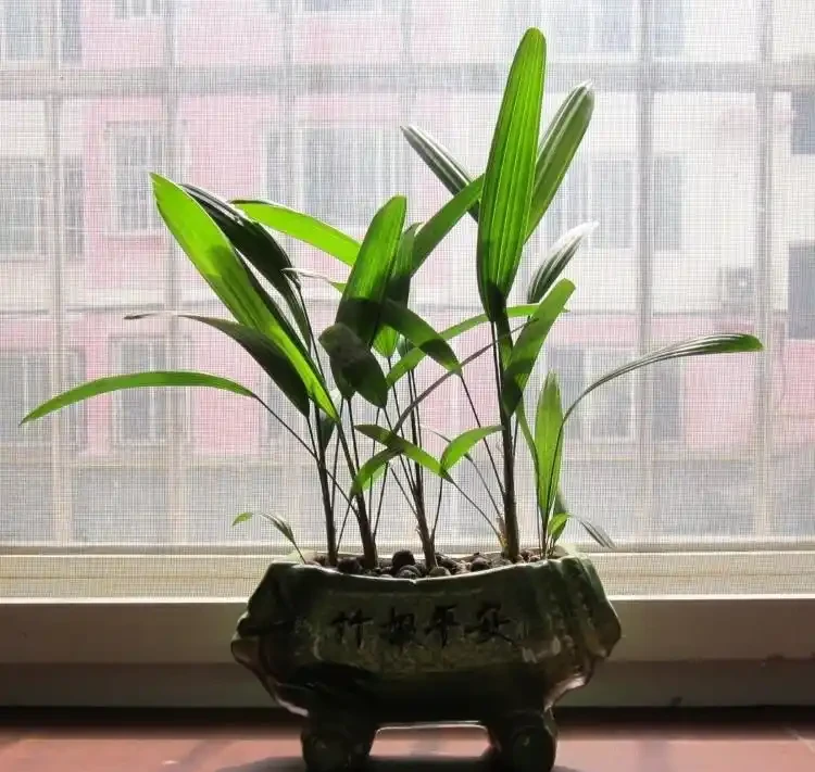 觀音棕竹葉子幹尖像枯草?空調暖氣全躲開,噴溼周圍,掌葉綠成小扇子