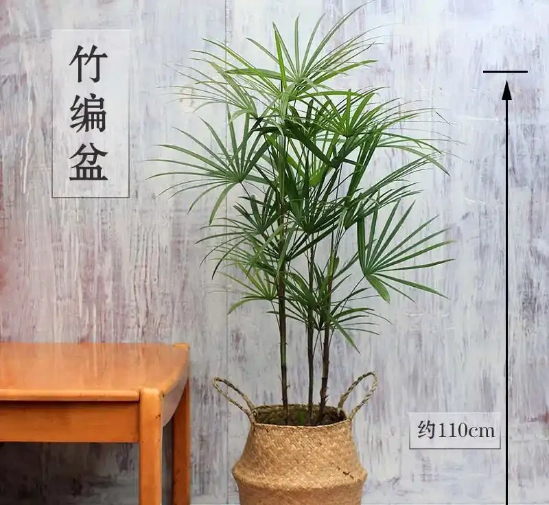 觀音棕竹葉子幹尖像枯草?空調暖氣全躲開,噴溼周圍,掌葉綠成小扇子