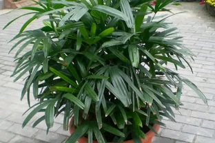 觀音棕竹葉子幹尖像枯草？空調暖氣全躲開，噴溼周圍，掌葉綠成小扇子
