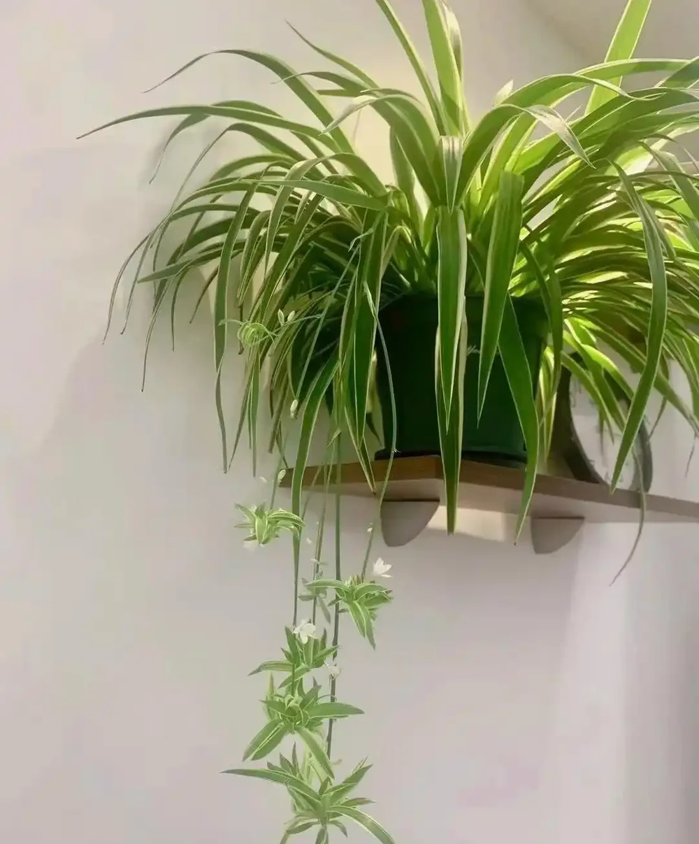衛生間總有一股味?擺上這5種花,吸溼除味,進門就聞見清香