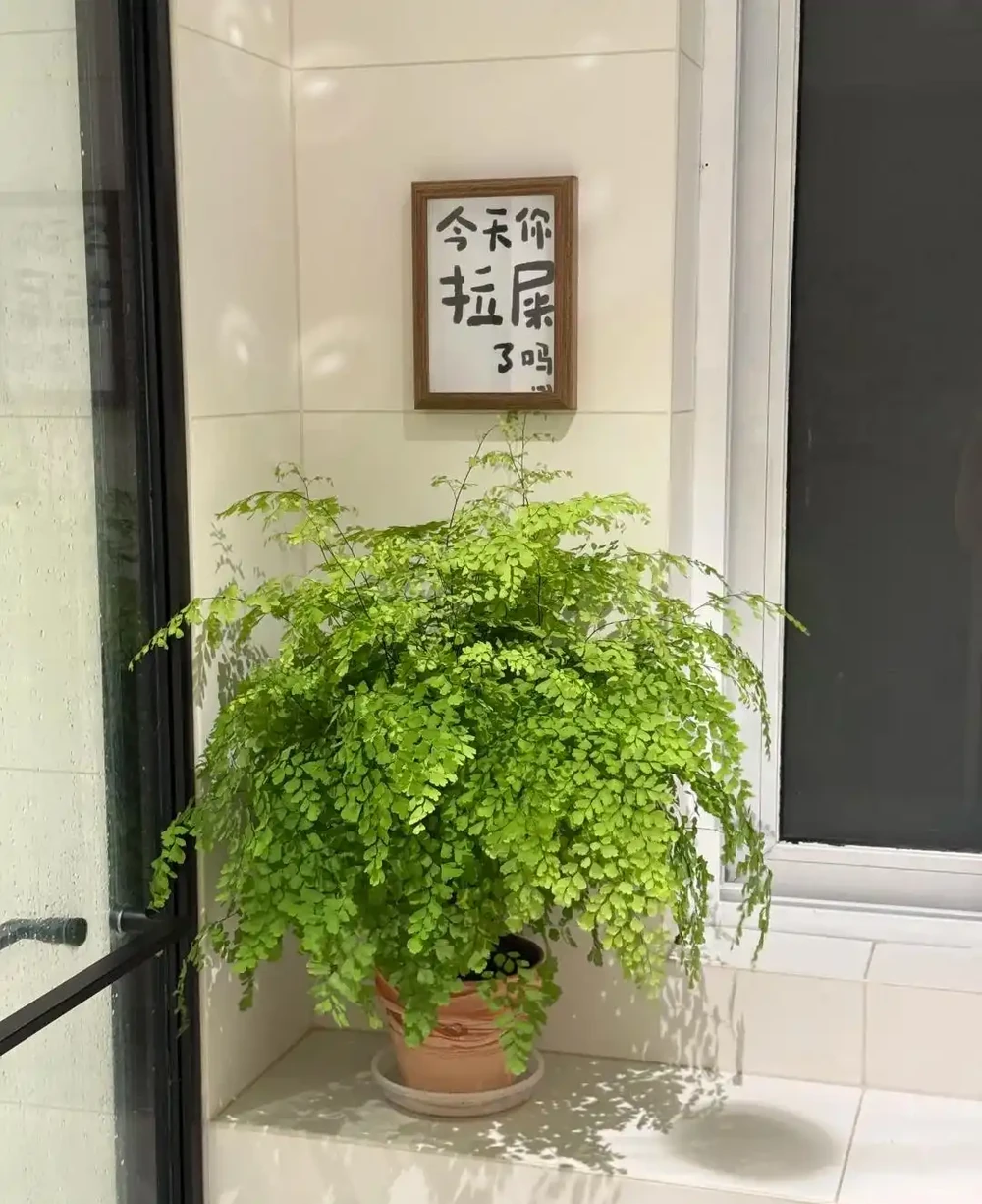 衛生間總有一股味?擺上這5種花,吸溼除味,進門就聞見清香