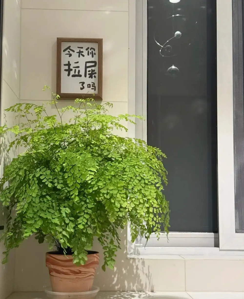 衛生間總有一股味?擺上這5種花,吸溼除味,進門就聞見清香