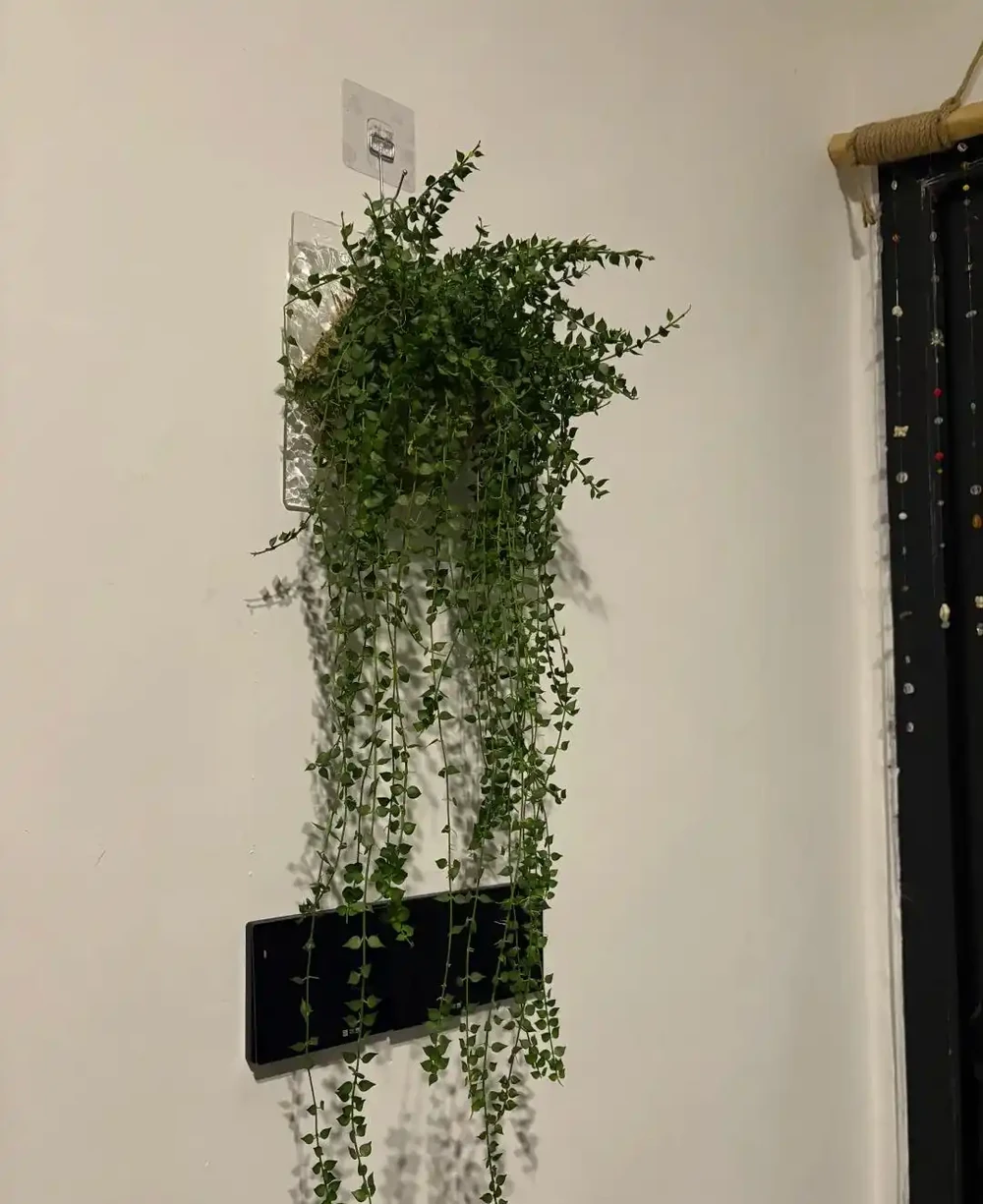 衛生間總有一股味?擺上這5種花,吸溼除味,進門就聞見清香