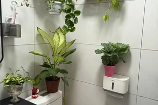 衛生間總有一股味？擺上這5種花，吸溼除味，進門就聞見清香