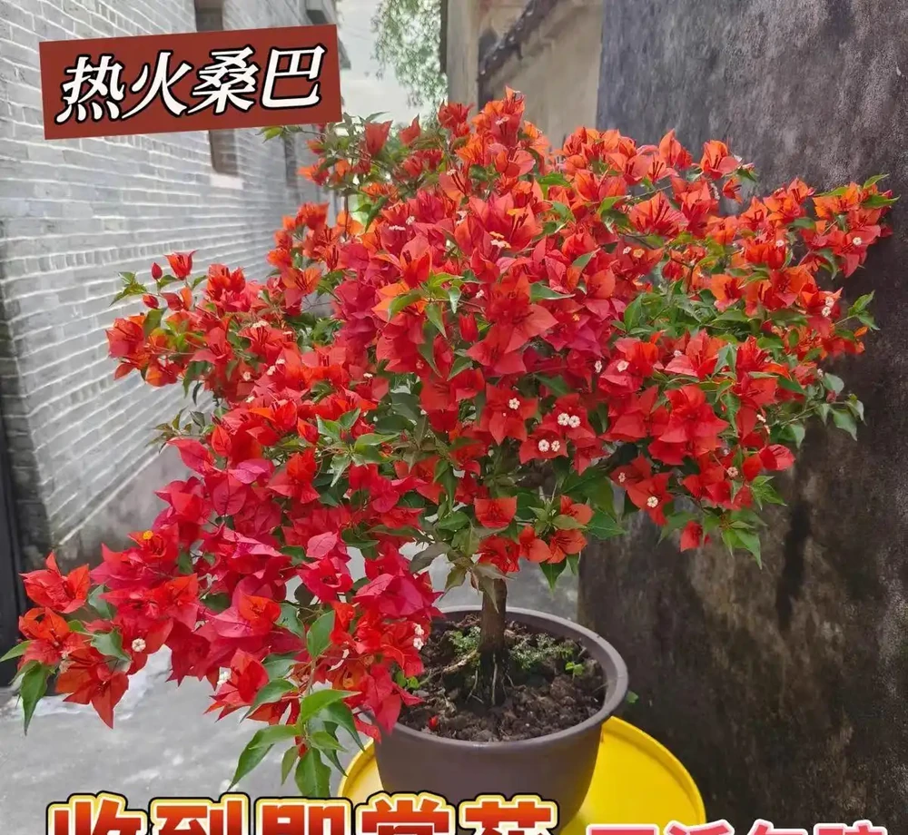 九重葛最勤花品種排名：公認最好養的10大爆花機器，從春開到冬不落葉