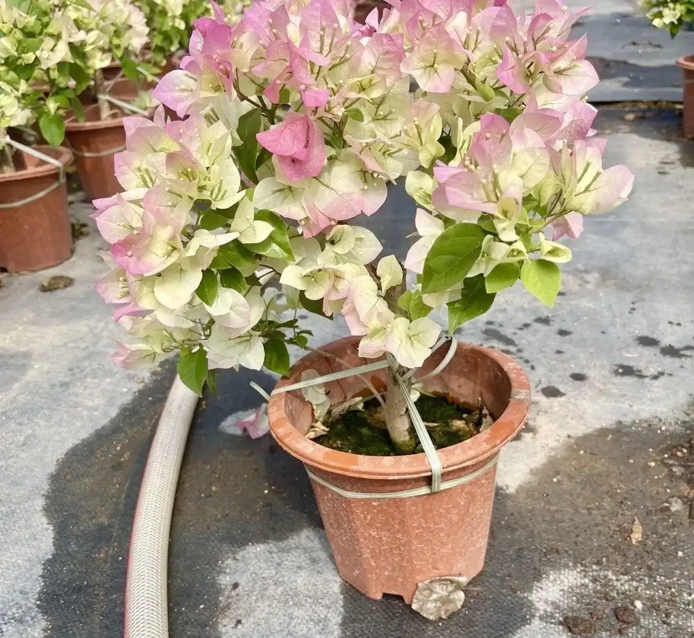 九重葛最勤花品種排名：公認最好養的10大爆花機器，從春開到冬不落葉