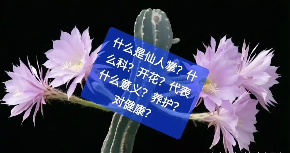 什麼是仙人掌?什麼科?開花?代表什麼意義?養護?對健康?