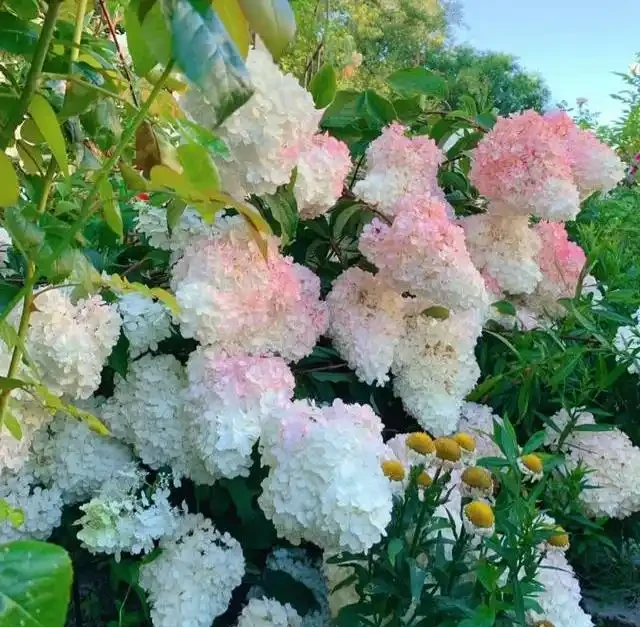 北方室外也能美爆!公認最耐寒的10種花,零下幾十度凍不死,值得種!