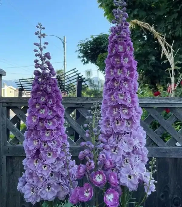 北方室外也能美爆!公認最耐寒的10種花,零下幾十度凍不死,值得種!