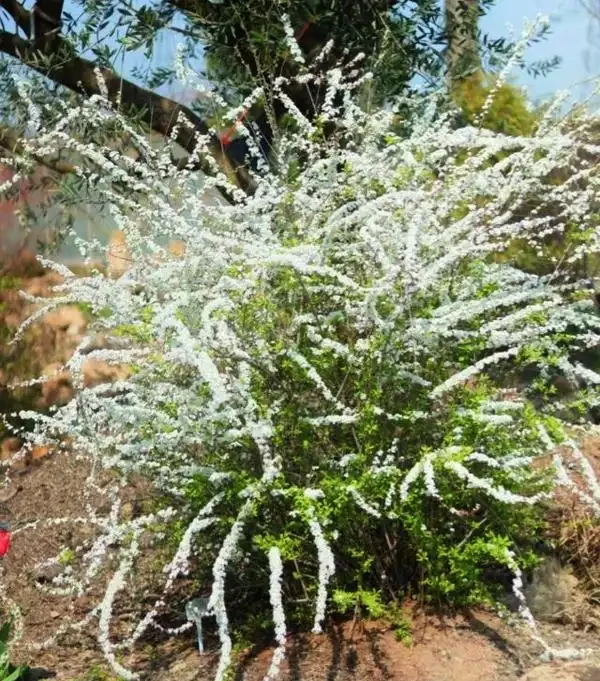北方室外也能美爆!公認最耐寒的10種花,零下幾十度凍不死,值得種!