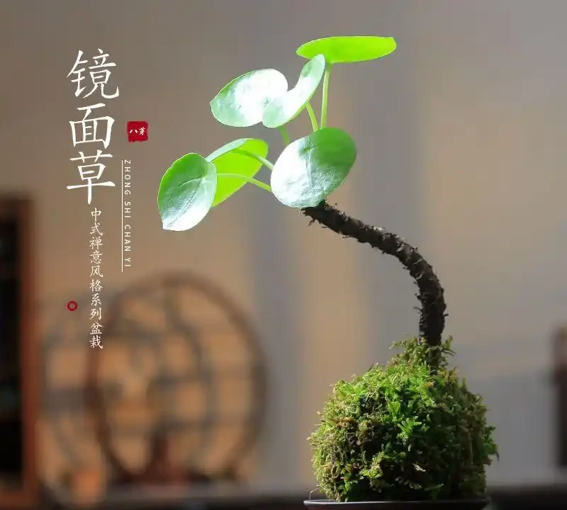 2026新手必看!這10種綠植盆栽超好養,室內擺放四季常青又招財