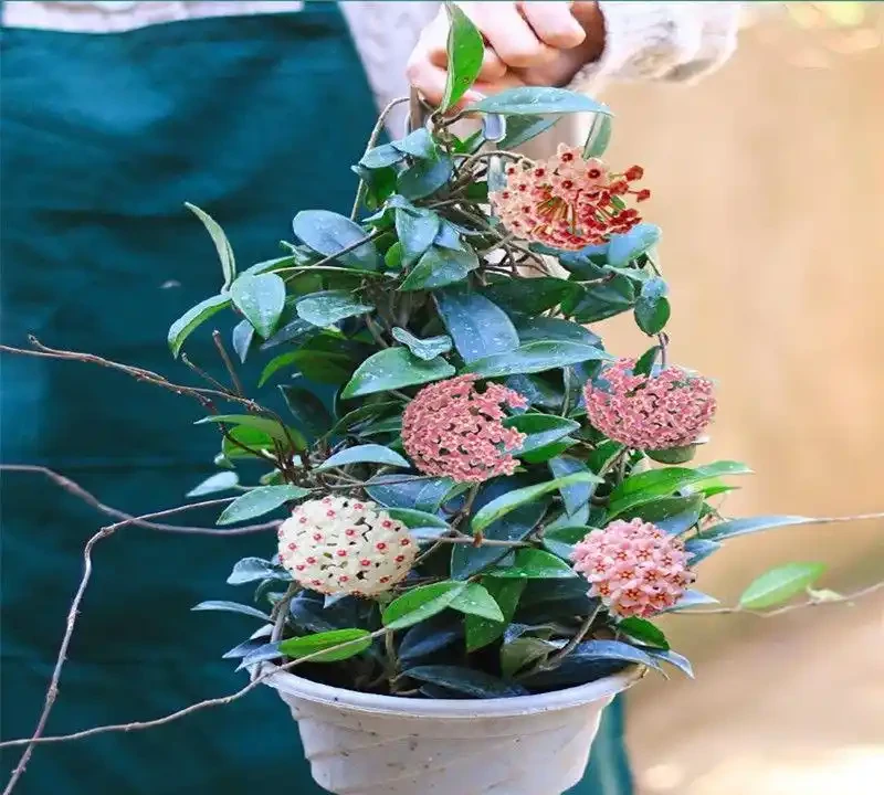 2026新手必看!這10種綠植盆栽超好養,室內擺放四季常青又招財