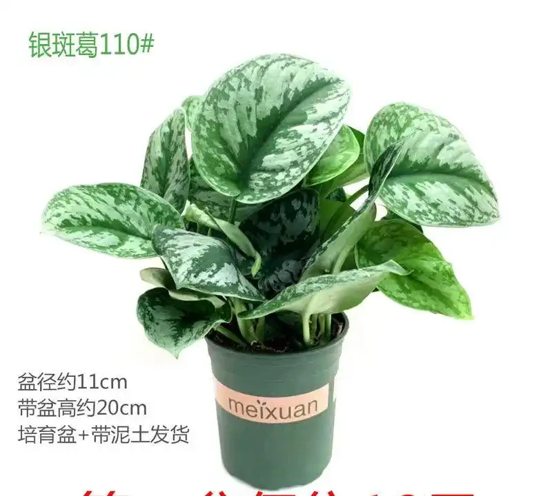 2026新手必看!這10種綠植盆栽超好養,室內擺放四季常青又招財
