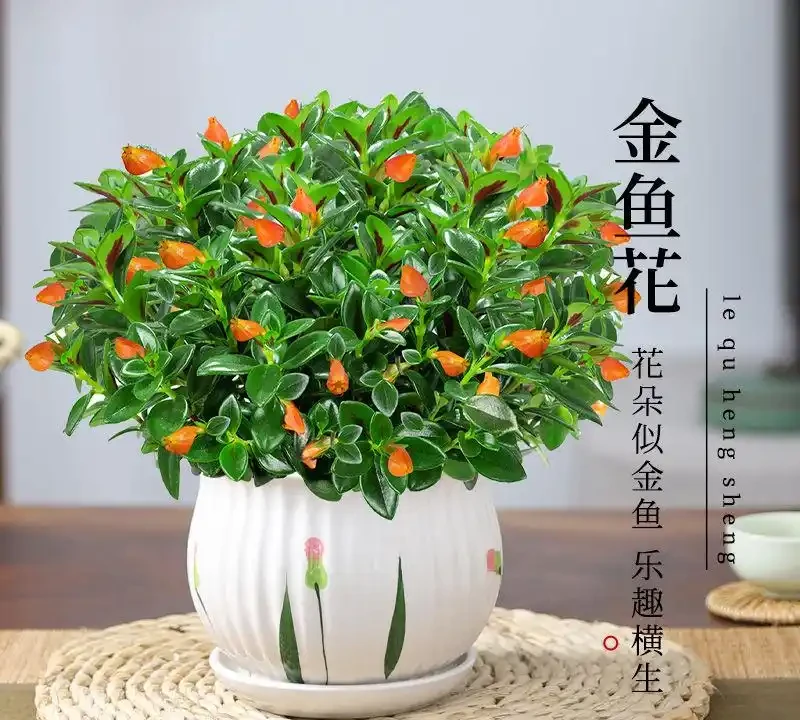 2026新手必看!這10種綠植盆栽超好養,室內擺放四季常青又招財