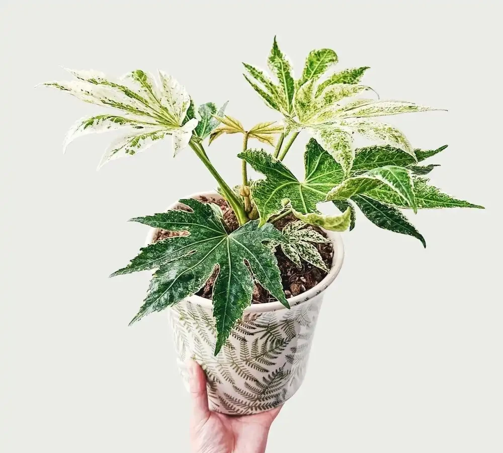 2026新手必看!這10種綠植盆栽超好養,室內擺放四季常青又招財
