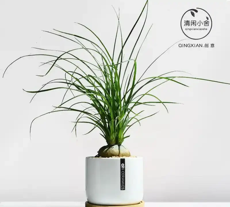 2026新手必看!這10種綠植盆栽超好養,室內擺放四季常青又招財