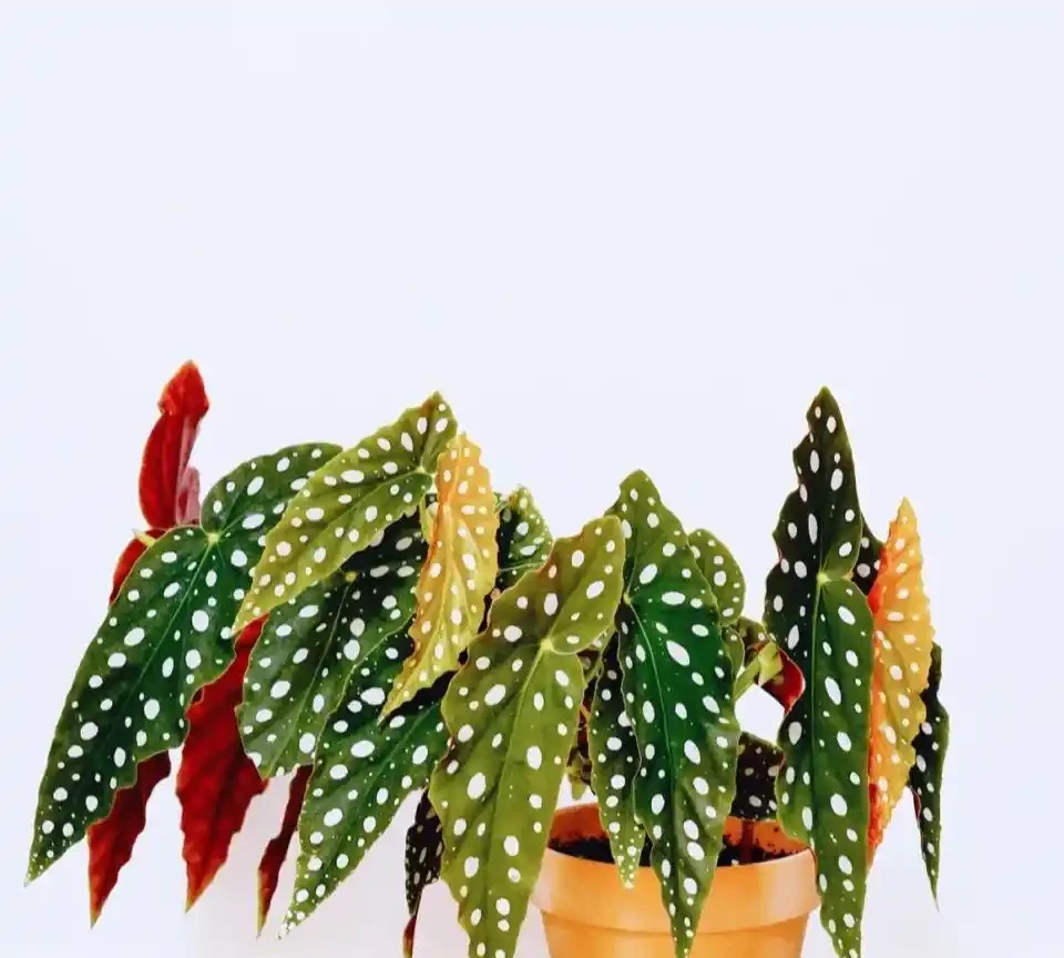 2026新手必看!這10種綠植盆栽超好養,室內擺放四季常青又招財