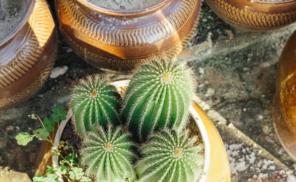 學會這1招,仙人掌球度夏零傷亡!澆水方式對了,曬到40℃也不爛