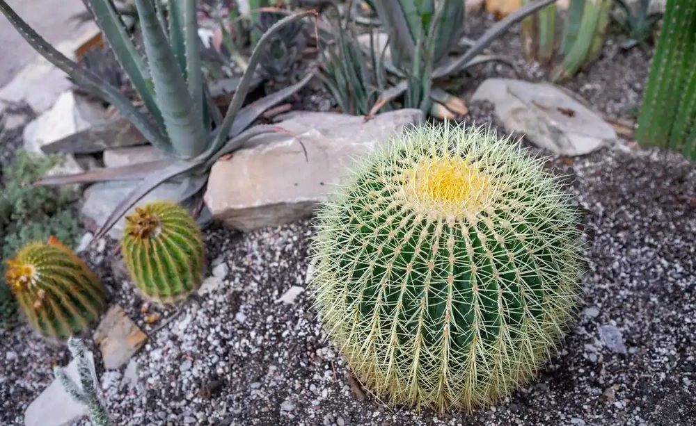 學會這1招,仙人掌球度夏零傷亡!澆水方式對了,曬到40℃也不爛