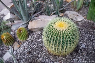 學會這1招，仙人掌球度夏零傷亡！澆水方式對了，曬到40℃也不爛