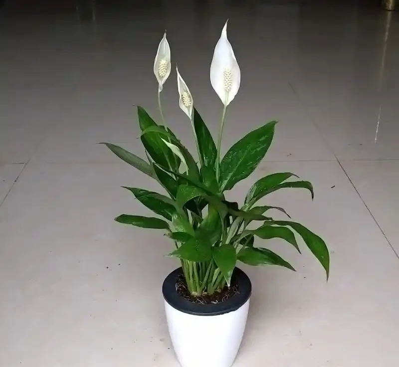 白鶴芋葉子耷拉像缺水?澆透水還蔫就是腐根,修根換土,白花挺起來