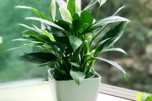 白鶴芋葉子耷拉像缺水？澆透水還蔫就是腐根，修根換土，白花挺起來