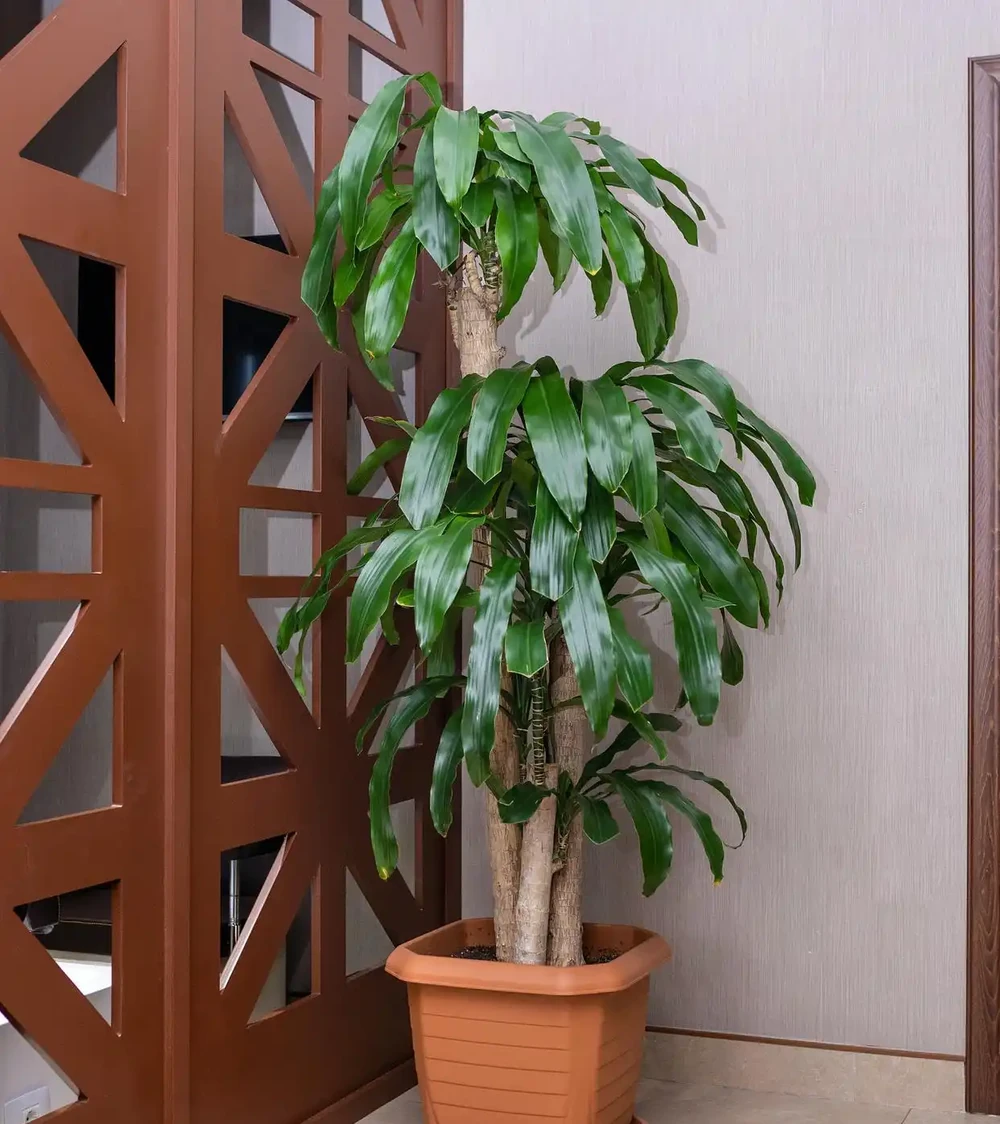 發財樹怎麼施肥施什麼肥?