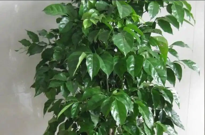 客廳養幸福樹葉片一碰就掉?找準3個源頭,止住新芽重新冒滿枝