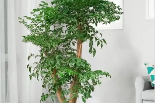 客廳養幸福樹葉片一碰就掉？找準3個源頭，止住新芽重新冒滿枝