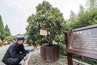 木樨怎麼施肥？記住2個關鍵，花多又香