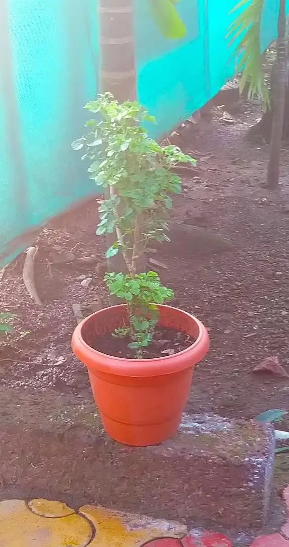 幸福樹怎麼換盆?記住這3點,服介質快不黃葉,蹭蹭長新芽