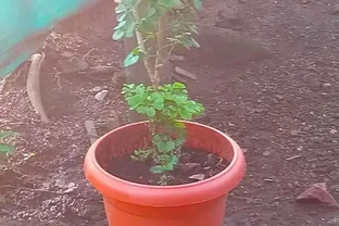 幸福樹怎麼換盆？記住這3點，服介質快不黃葉，蹭蹭長新芽