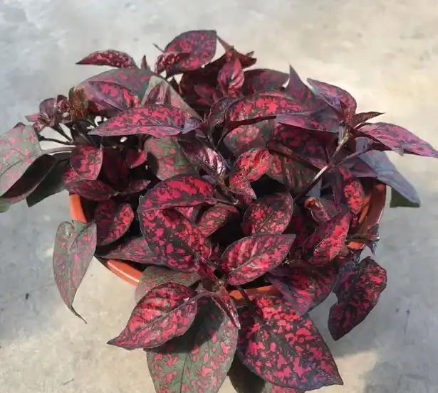 養貓家庭綠植白名單:這10種植物貓吃了也沒事