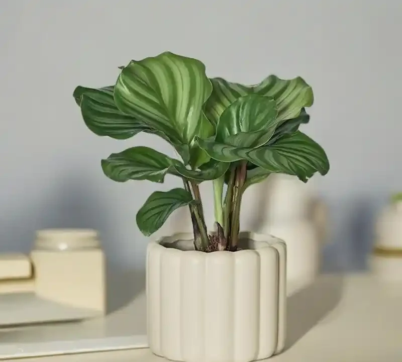 養貓家庭綠植白名單:這10種植物貓吃了也沒事