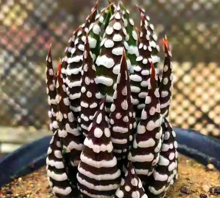養貓家庭綠植白名單:這10種植物貓吃了也沒事