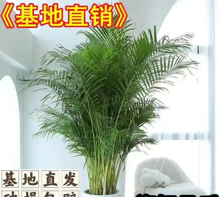 養貓家庭綠植白名單:這10種植物貓吃了也沒事