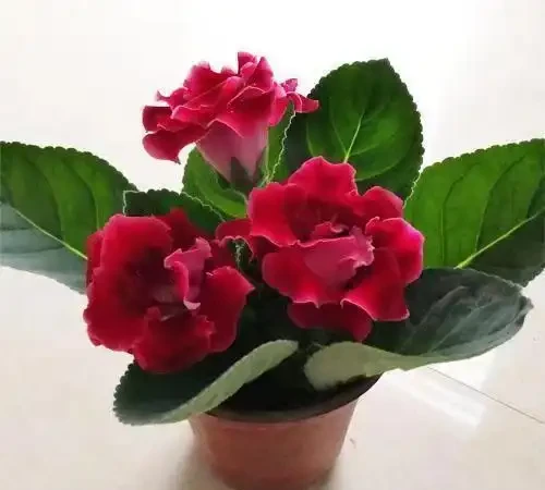 養貓家庭綠植白名單:這10種植物貓吃了也沒事