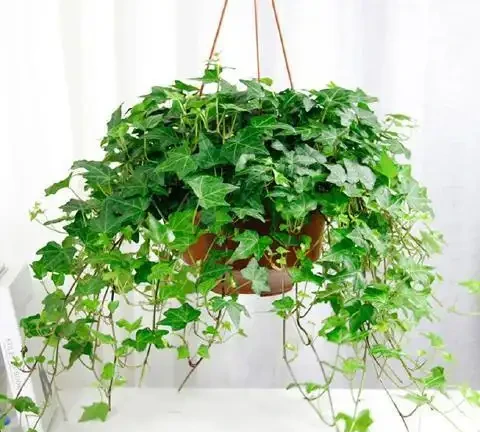養貓家庭綠植白名單:這10種植物貓吃了也沒事